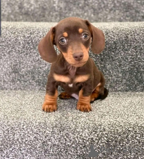 Foto №1. dackel - zum Verkauf in der Stadt Флорида Сити | 1063€ | Ankündigung № 138953