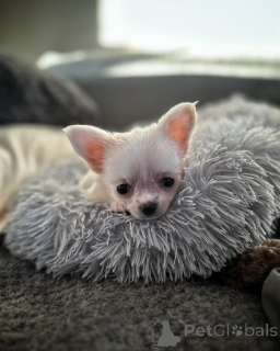 Foto №4. Ich werde verkaufen chihuahua in der Stadt Edmonton. züchter - preis - 275€