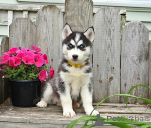 Foto №1. siberian husky - zum Verkauf in der Stadt Berlin | verhandelt | Ankündigung № 169209