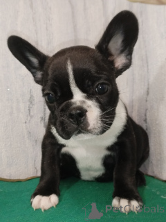 Foto №3. Französische Bulldoggenwelpen. Weißrussland