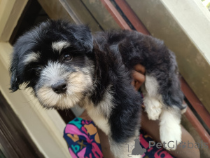 Foto №4. Ich werde verkaufen lhasa apso in der Stadt Huachi Chico. quotient 	ankündigung - preis - Frei