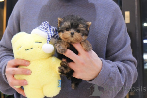 Foto №1. mischlingshund - zum Verkauf in der Stadt Ohio | verhandelt | Ankündigung № 163955