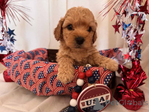 Foto №1. maltipu - zum Verkauf in der Stadt Berlin | 900€ | Ankündigung № 149824