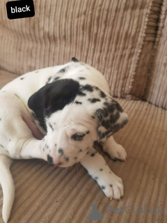 Foto №2 zu Ankündigung № 164865 zu verkaufen dalmatiner - einkaufen Belgien quotient 	ankündigung, züchter