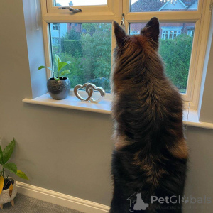 Foto №2 zu Ankündigung № 138717 zu verkaufen deutscher schäferhund - einkaufen Deutschland quotient 	ankündigung