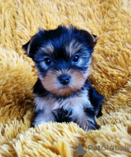 Foto №1. yorkshire terrier - zum Verkauf in der Stadt Франкфурт-на-Майне | 370€ | Ankündigung № 121227