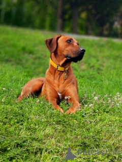 Foto №4. Ich werde verkaufen rhodesian ridgeback in der Stadt Krakau. quotient 	ankündigung, züchter - preis - 1650€