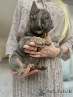 Foto №4. Ich werde verkaufen französische bulldogge in der Stadt Innsbruck. quotient 	ankündigung - preis - verhandelt