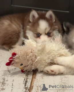 Foto №4. Ich werde verkaufen pommersche spitz in der Stadt Амстердам. züchter - preis - 350€