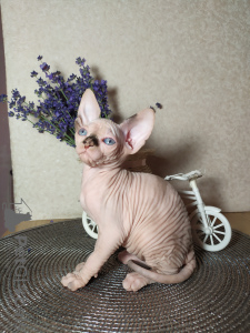 Foto №1. sphynx cat - zum Verkauf in der Stadt Woronesch | 455€ | Ankündigung № 7509