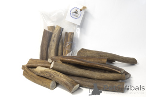 Foto №4. Hirndimensionshorn des Nordhirsches und der Elch in Russische Föderation. Ankündigung № 139156