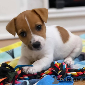 Foto №1. jack russell terrier - zum Verkauf in der Stadt Aylesbury | verhandelt | Ankündigung № 170491