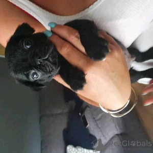 Foto №3. Mopswelpe zu verkaufen Das ist. Russische Föderation