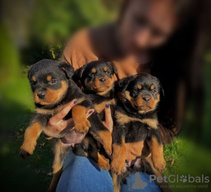 Foto №1. rottweiler - zum Verkauf in der Stadt Гамбург | 350€ | Ankündigung № 42255