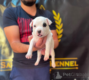 Foto №2 zu Ankündigung № 177661 zu verkaufen amerikanischer staffordshire terrier - einkaufen Serbien 