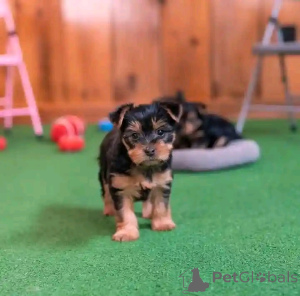 Foto №4. Ich werde verkaufen yorkshire terrier in der Stadt Darmstadt. züchter - preis - 250€