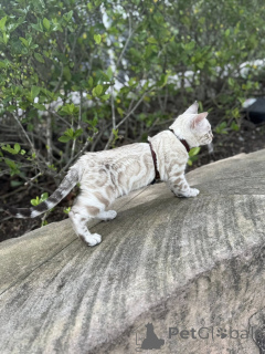 Foto №2 zu Ankündigung № 155420 zu verkaufen bengal katzenrasse - einkaufen Großbritannien quotient 	ankündigung