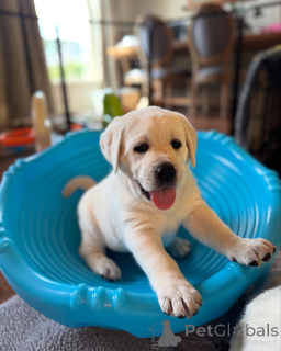 Foto №3. Entzückende KC Registrierte Labrador -Welpen, die bereit sind, Häuser zu lieben. Großbritannien