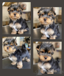 Foto №4. Ich werde verkaufen yorkshire terrier in der Stadt Дрезден.  - preis - 329€