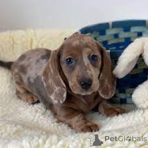 Foto №1. dackel - zum Verkauf in der Stadt Los Angeles | 106€ | Ankündigung № 139165