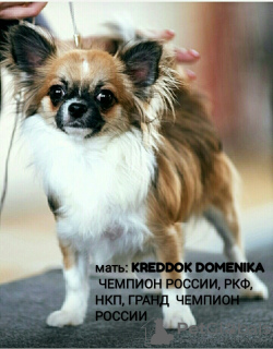 Foto №3. Hübscher Chihuahua-Junge RKF / FCI. Russische Föderation