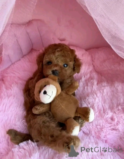 Foto №1. mischlingshund - zum Verkauf in der Stadt Berlin | verhandelt | Ankündigung № 160058