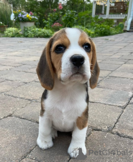 Foto №4. Ich werde verkaufen beagle in der Stadt Würzburg. quotient 	ankündigung - preis - 426€