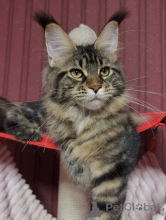 Foto №2 zu Ankündigung № 155328 zu verkaufen maine-coon-katze - einkaufen Finnland quotient 	ankündigung