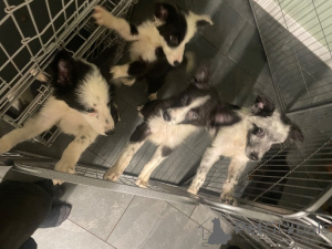 Foto №4. Ich werde verkaufen border collie in der Stadt Berchtesgaden. quotient 	ankündigung, züchter - preis - 325€