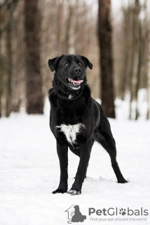 Zusätzliche Fotos: Der schwarze Held Max ist in guten Händen