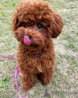 Foto №1. pudel (toy) - zum Verkauf in der Stadt Hamburg | 750€ | Ankündigung № 160469