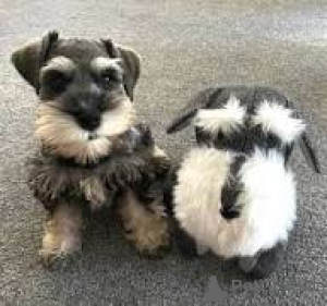 Foto №2 zu Ankündigung № 166114 zu verkaufen schnauzer - einkaufen Großbritannien quotient 	ankündigung, züchter