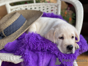 Foto №1. labrador retriever - zum Verkauf in der Stadt Москва | 862€ | Ankündigung № 71180