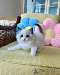 Foto №2 zu Ankündigung № 138846 zu verkaufen ragdoll-katze - einkaufen Deutschland quotient 	ankündigung, züchter