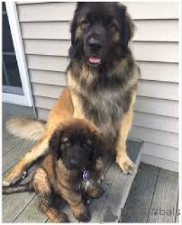 Foto №1. leonberger - zum Verkauf in der Stadt Brüssel | 999€ | Ankündigung № 167747