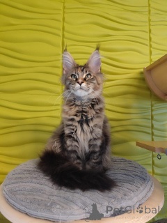 Foto №2 zu Ankündigung № 138034 zu verkaufen maine-coon-katze - einkaufen Spanien quotient 	ankündigung