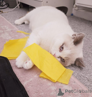 Foto №1. britisch kurzhaar - zum Verkauf in der Stadt Badenheim | 230€ | Ankündigung № 147276