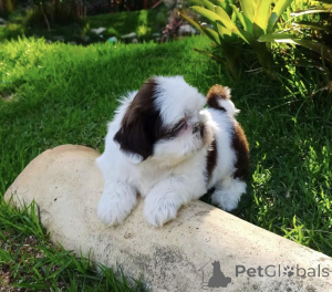 Foto №1. pudel (toy), shih tzu - zum Verkauf in der Stadt Warschau | verhandelt | Ankündigung № 139012