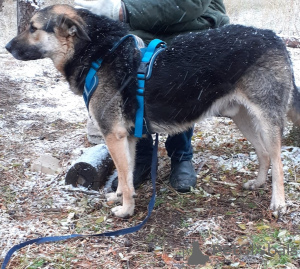 Foto №3. Auf der Suche nach einem Zuhause. Russische Föderation