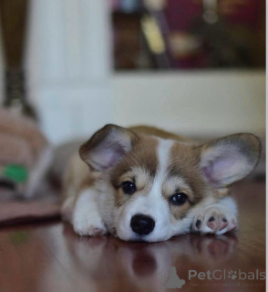 Foto №3. welsh corgi puppy. Deutschland