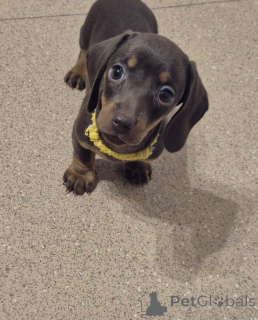 Foto №1. mischlingshund - zum Verkauf in der Stadt Vienna | 240€ | Ankündigung № 137196