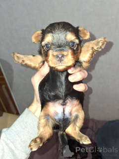 Foto №2 zu Ankündigung № 155995 zu verkaufen biewer terrier, bichon frisé, yorkshire terrier, malteser, maltipu, pommersche spitz, pudel (zwerg), pudel (royal), pudel (toy) - einkaufen Finnland quotient 	ankündigung, vom kindergarten