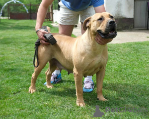 Foto №4. Ich werde verkaufen boerboel in der Stadt Belgrad. züchter - preis - verhandelt