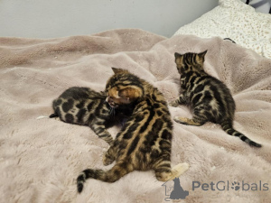 Foto №1. bengal katzenrasse - zum Verkauf in der Stadt Los Angeles | 319€ | Ankündigung № 139941