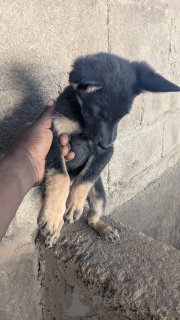 Foto №3. Deutsche Schäferhundwelpen verfügbar. Deutschland