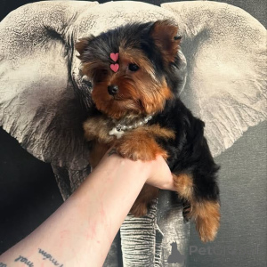 Foto №2 zu Ankündigung № 175425 zu verkaufen yorkshire terrier - einkaufen Litauen quotient 	ankündigung, züchter