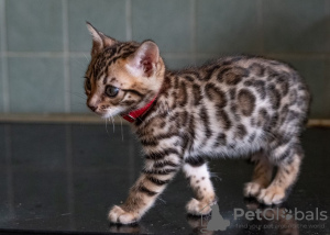 Foto №2 zu Ankündigung № 132164 zu verkaufen  - einkaufen Schweiz 