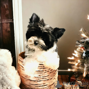 Foto №2 zu Ankündigung № 83154 zu verkaufen yorkshire terrier - einkaufen Polen züchter