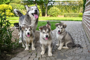 Foto №1. alaskan malamute - zum Verkauf in der Stadt Tampere | Frei | Ankündigung № 175135