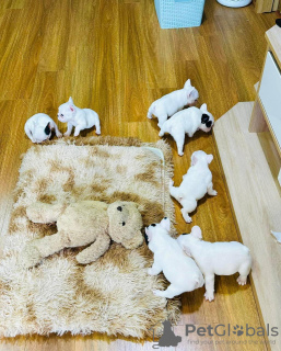 Foto №3. Französische Bulldoggenwelpen zum Verkauf und zur Adoption. Deutschland